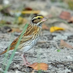 Emberiza chrysophrys
