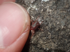 Erythraeidae