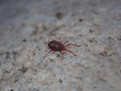 Erythraeidae