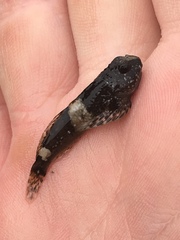 Clinocottus globiceps