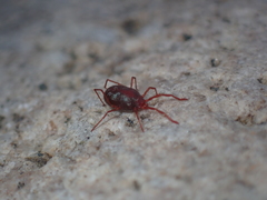 Erythraeidae