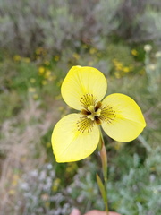 Moraea bellendenii