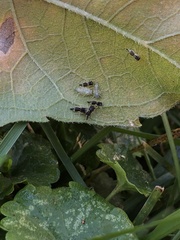 Microtechnites bractatus