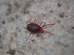 Erythraeidae