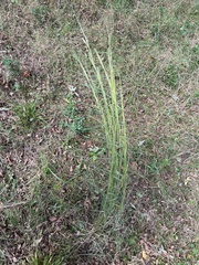 Andropogon virginicus