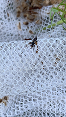 Thecophora