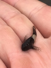 Clinocottus globiceps