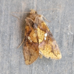 Argyrogramma verruca