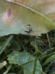 Microtechnites bractatus