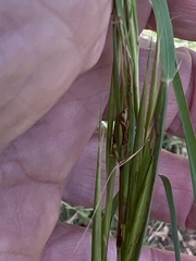Andropogon virginicus