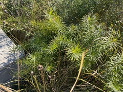 Amsonia