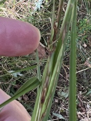 Andropogon virginicus