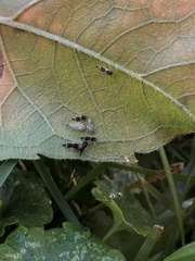 Microtechnites bractatus