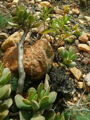 Adromischus caryophyllaceus