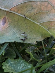 Microtechnites bractatus