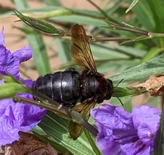 Xylocopa sonorina