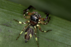 Thiania