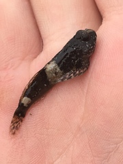 Clinocottus globiceps
