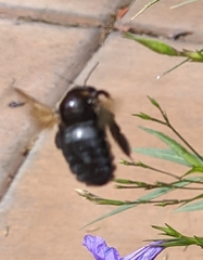 Xylocopa sonorina