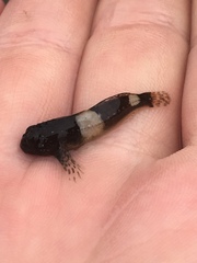 Clinocottus globiceps