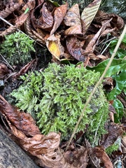 Thamnobryum alopecurum