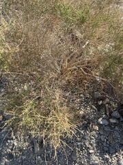 Psorothamnus arborescens