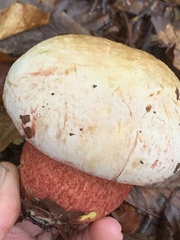 Rubroboletus satanas