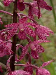 Dipodium punctatum