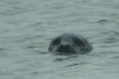 Phoca vitulina vitulina