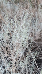 Artemisia filifolia