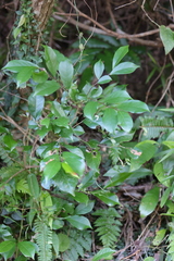 Glochidion rubrum