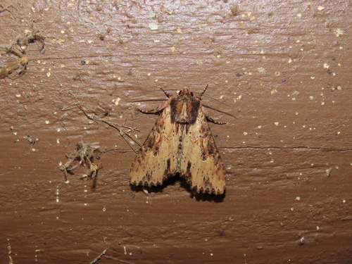 Airy Apamea Moth photo 2