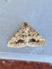 Frederickia s-signata