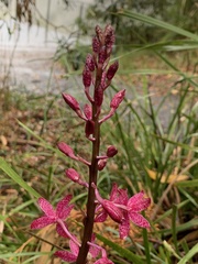 Dipodium punctatum