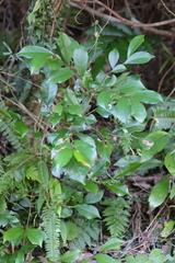 Glochidion rubrum