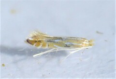 Phyllonorycter basistrigella