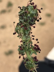 Acaena pinnatifida