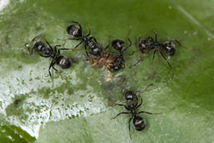 Dolichoderus thoracicus