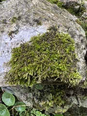 Eurhynchium striatum
