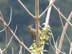 Dryobates maculifrons