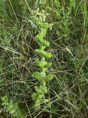 Mentha × rotundifolia