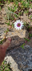 Dimorphotheca