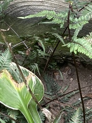 Setophaga caerulescens