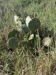 Opuntia lindheimeri
