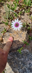 Dimorphotheca