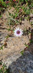 Dimorphotheca