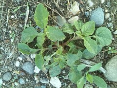 Amaranthus blitum