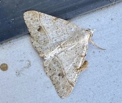 Frederickia nigricomma