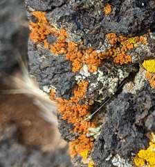 Xanthomendoza trachyphylla