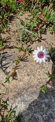 Dimorphotheca